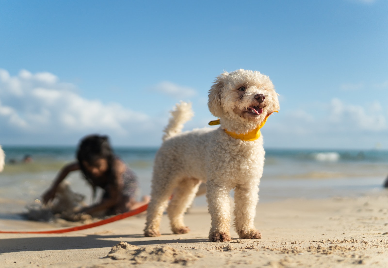 Photo of Dog at the Beach