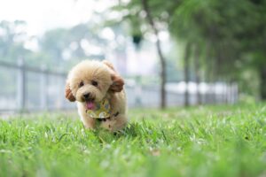 animal, toy poodle, breed