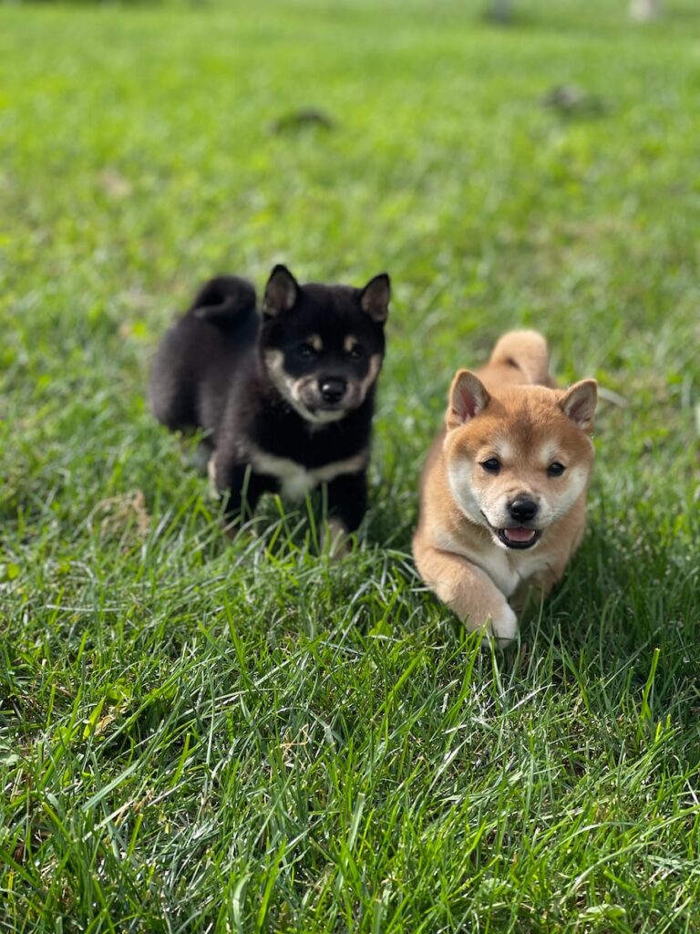 two small dogs running in a grassy field